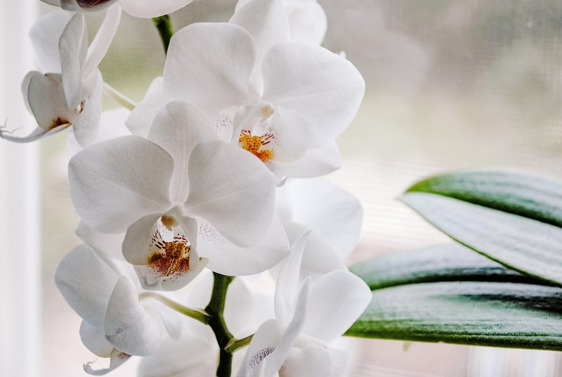 Winter Gardening